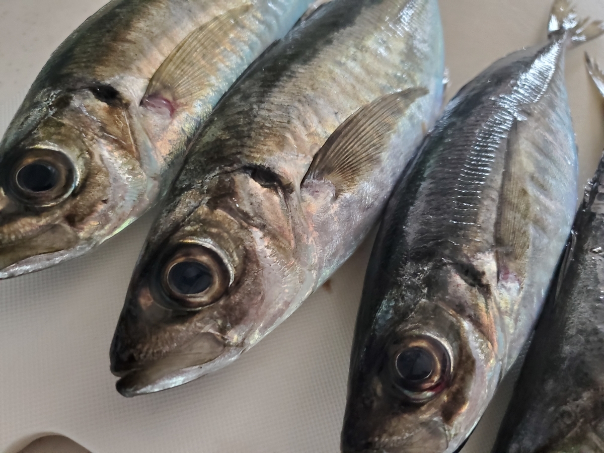 春が旬 産地直送 鮮度抜群の真あじをさばく しらすキッチン