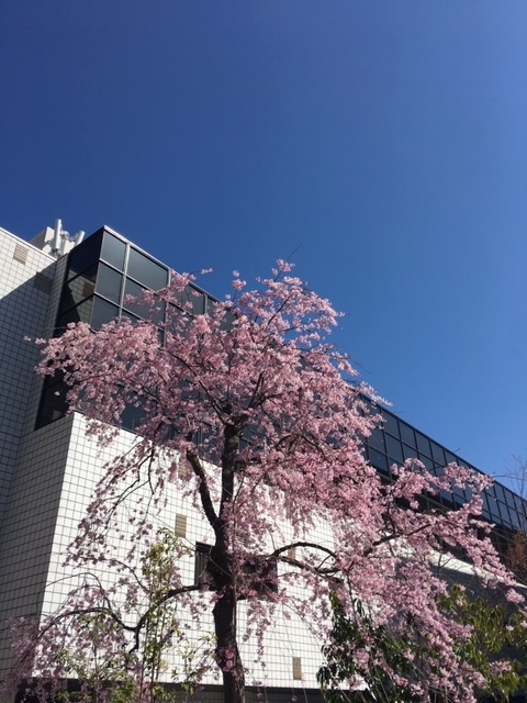 f:id:siratamacyan:20200325210055j:plain