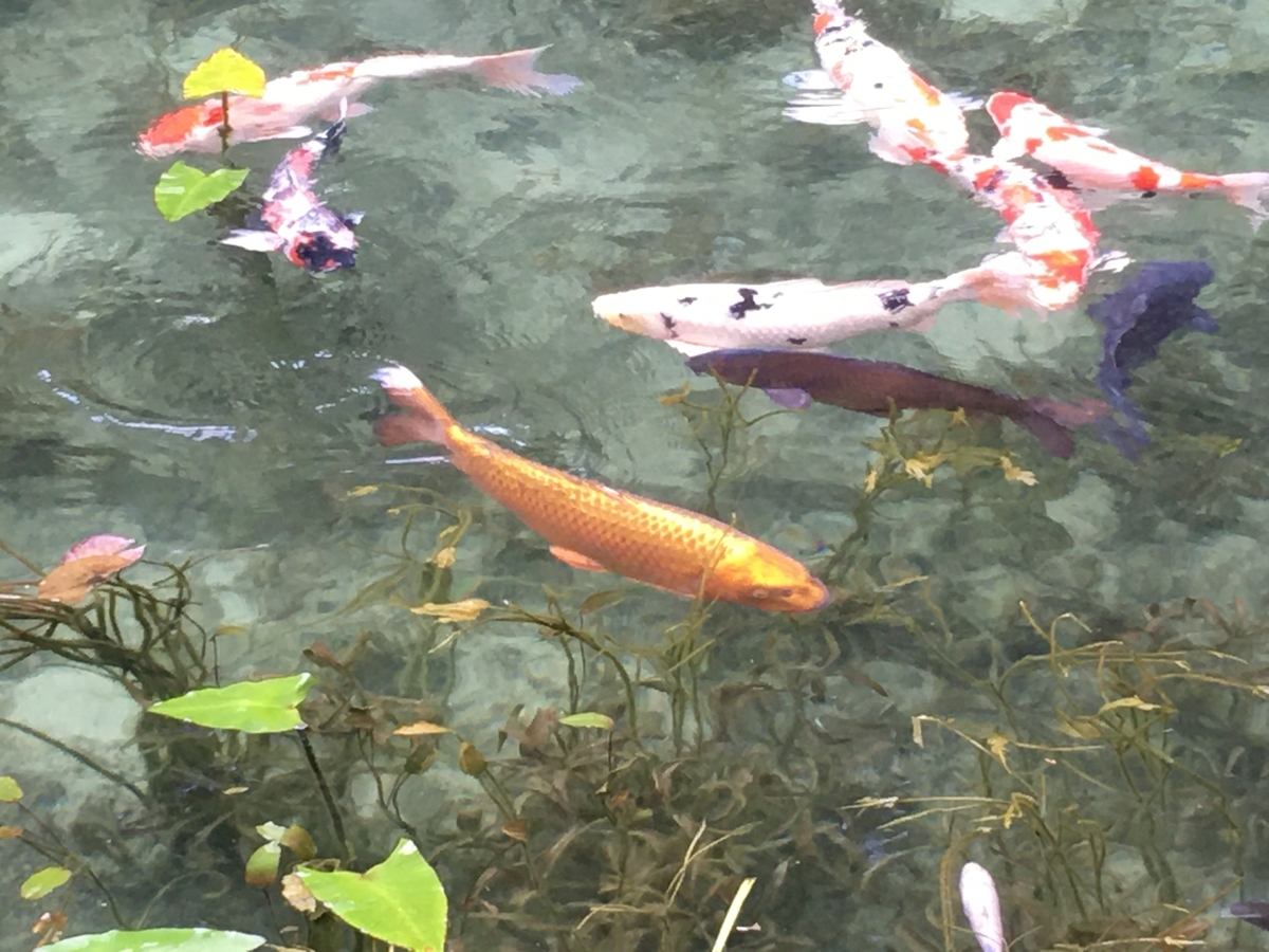 f:id:siratamacyan:20200907011959j:plain