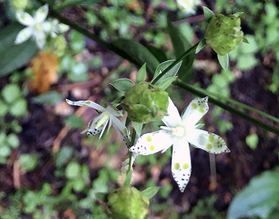 f:id:siratamacyan:20201013035023j:plain