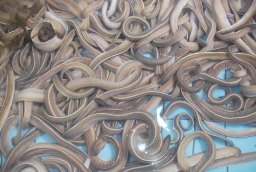 f:id:sirius-B:20191025030013j:plain