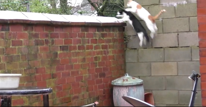 2匹の猫が同時にジャンプした結果3.png 2匹の猫が同時にジャンプした結果3