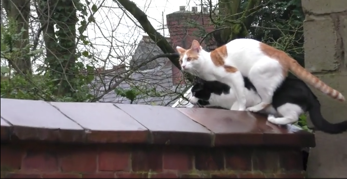 2匹の猫が同時にジャンプした結果5.png 2匹の猫が同時にジャンプした結果5