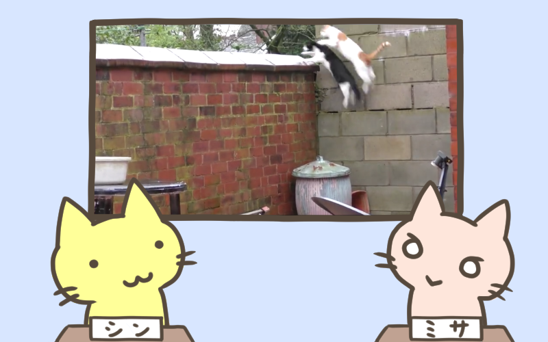 2匹の猫が同時にジャンプした結果.png 2匹の猫が同時にジャンプした結果