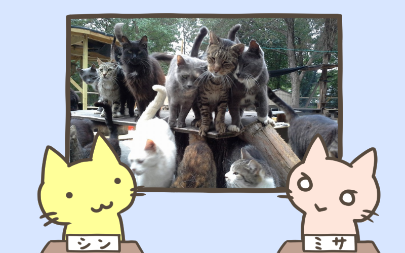300匹の野良猫を保護する.png 300匹の野良猫を保護する