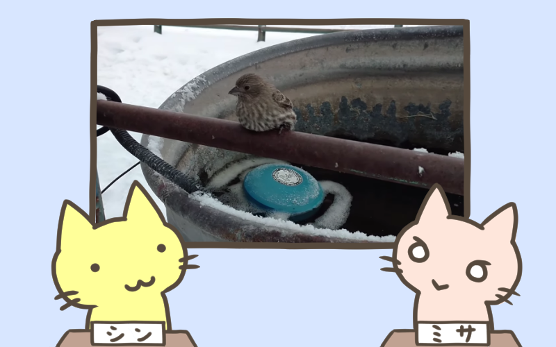スズメの足が凍ったフェンスに張り付いちゃった.png スズメの足が凍ったフェンスに張り付いちゃった