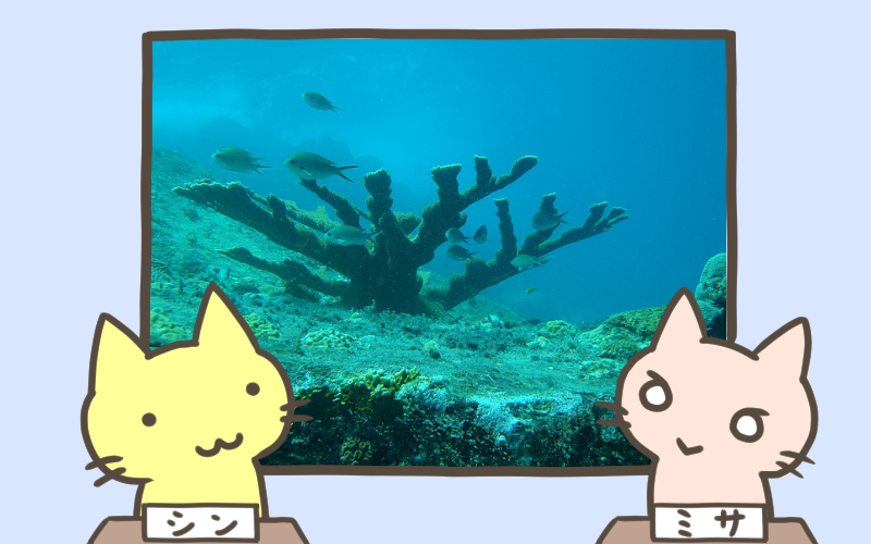 日本最大のサンゴ礁.png 日本最大のサンゴ礁