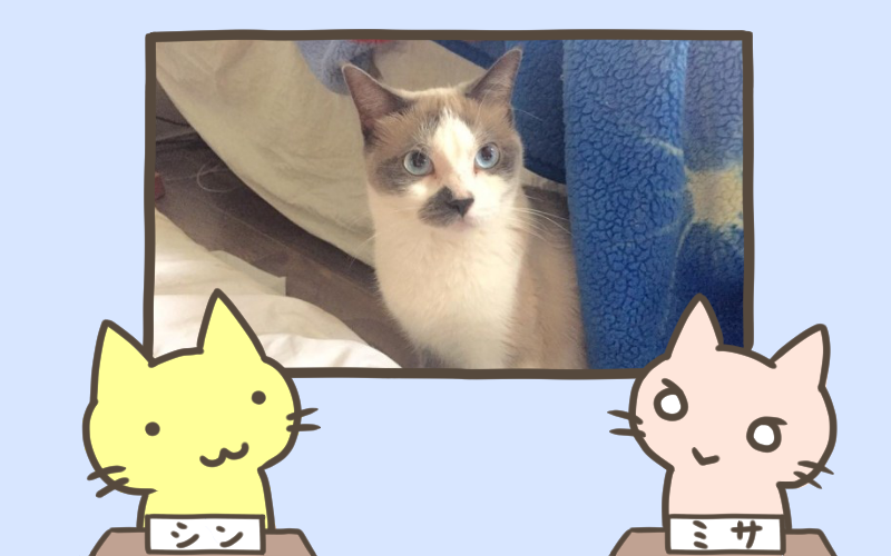 おてがら猫、身動きのとれなくなった男性を救出する.png おてがら猫 身動きのとれなくなった男性を救出する