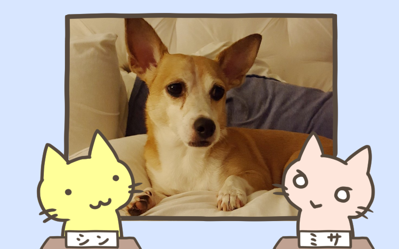 子を失った母犬、母を失った子猫たちと出会い元気を取り戻す.png 子を失った母犬 母を失った子猫たちと出会い元気を取り戻す