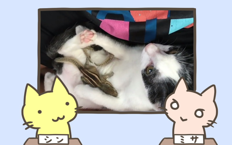 お手伝い猫、子リスの母親代わりに.png お手伝い猫 子リスの母親代わりに