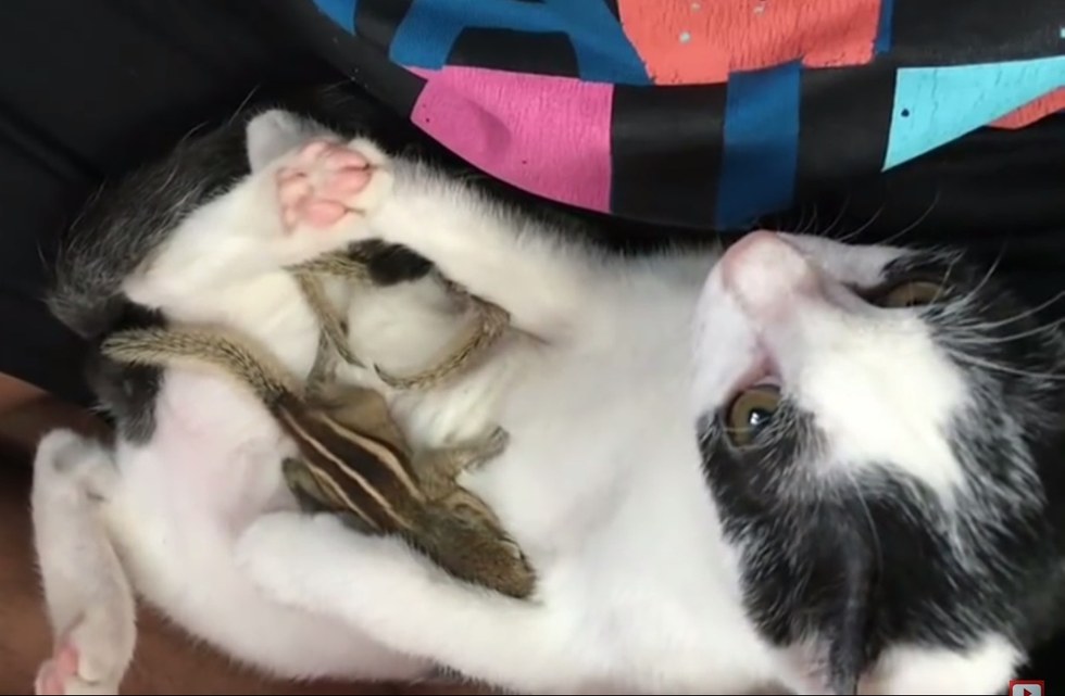 猫と子リス.jpg 猫と子リス