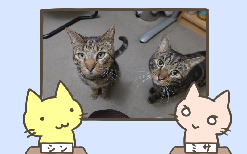 愛猫の死、兄弟の首輪から一通の手紙、飼い主が感動した意外な事実とは.png 愛猫の死 兄弟の首輪から一通の手紙 飼い主が感動した意外な事実とは