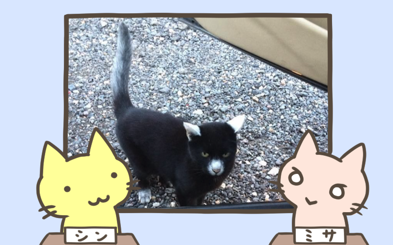 車のドアを開けたらパンダが侵入!よく見たら猫だった.png 車のドアを開けたらパンダが侵入 よく見たら猫だった