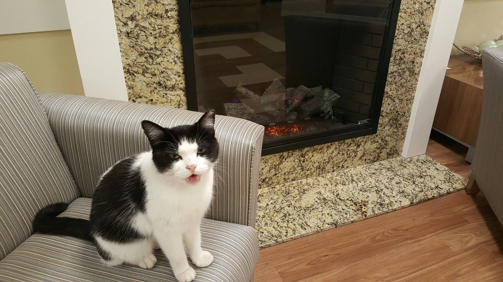 Oreo2.jpg Oreo2