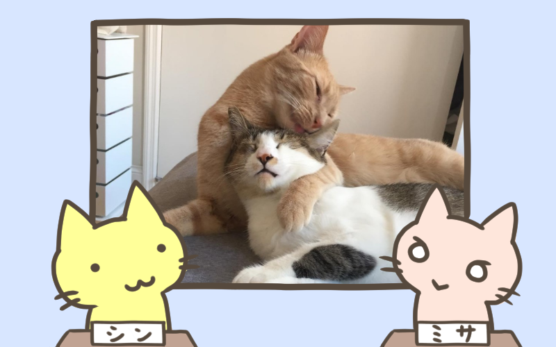 こっち来たらシャーするぞ.png こっち来たらシャーするぞ