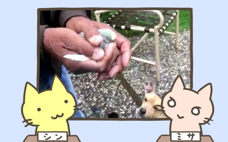 ペットのインコを大空に帰してあげよう.png ペットのインコを大空に帰してあげよう