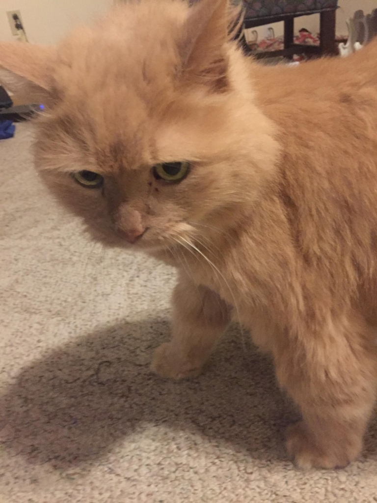 chester2.jpg Chester2