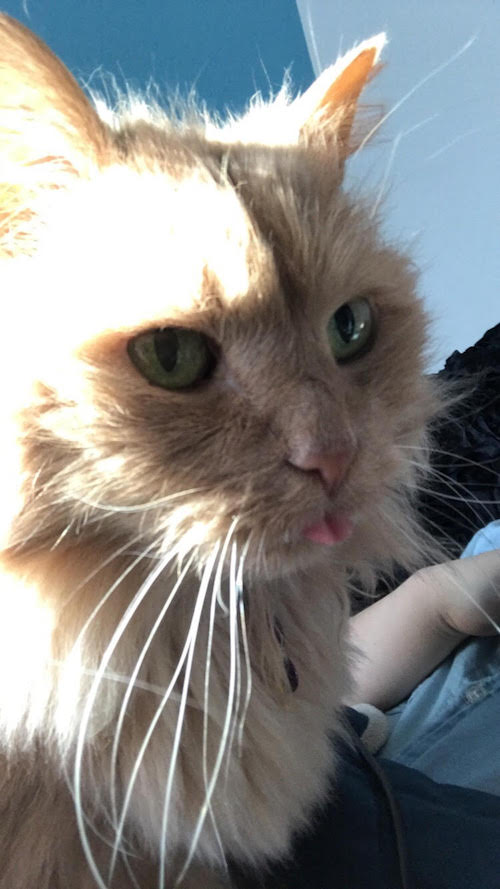 chester4.jpg Chester4