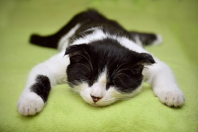 cat-2605502_640.jpg Cat 2605502 640