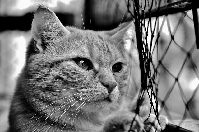 cat-2487779_640.jpg Cat 2487779 640