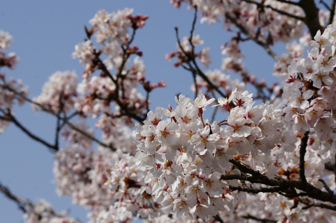 Cherry blossom1