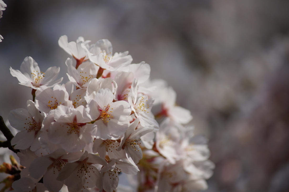 Bokeh