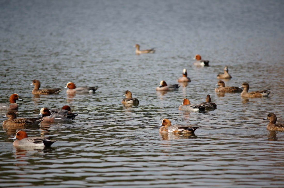duck1.JPG Duck1
