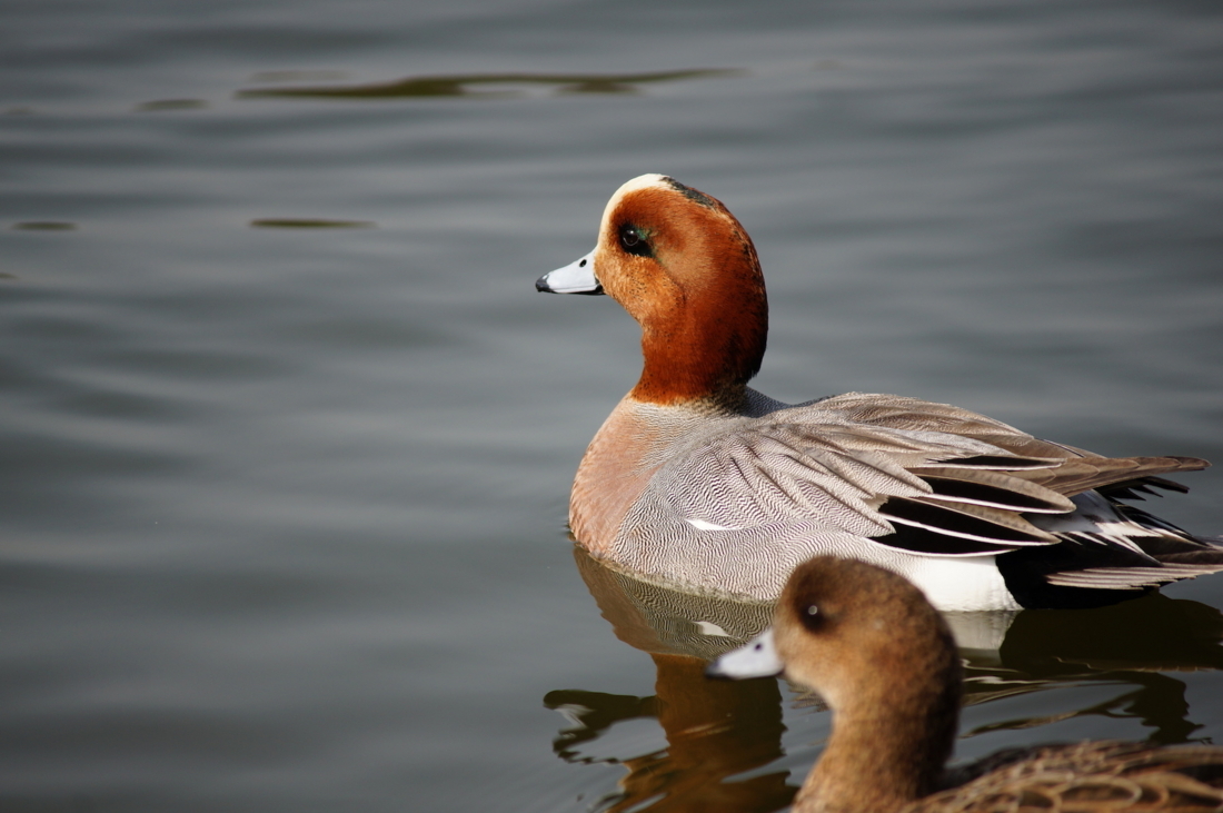 duck3.JPG Duck3