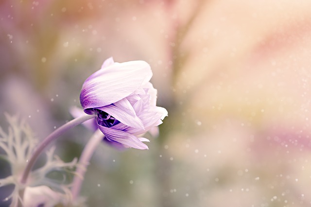 anemone-1533515_640.jpg Anemone 1533515 640