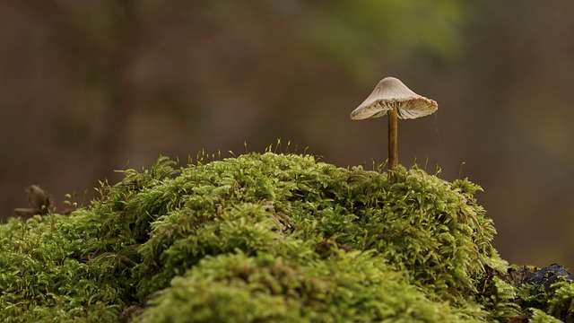 mushroom-2206588_640.jpg Mushroom 2206588 640