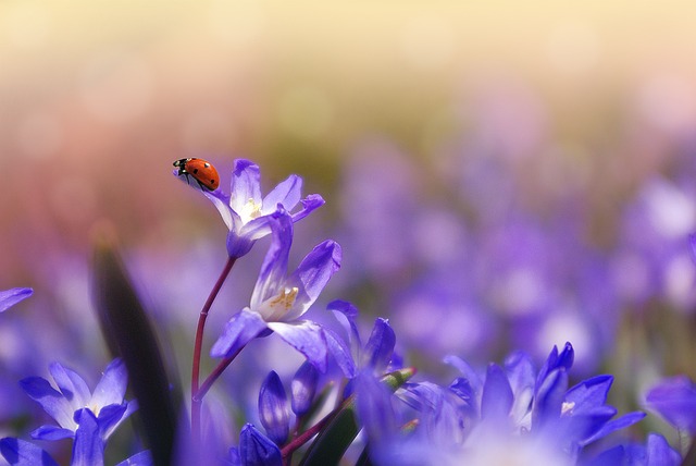 flower-1331744_640.jpg Flower 1331744 640