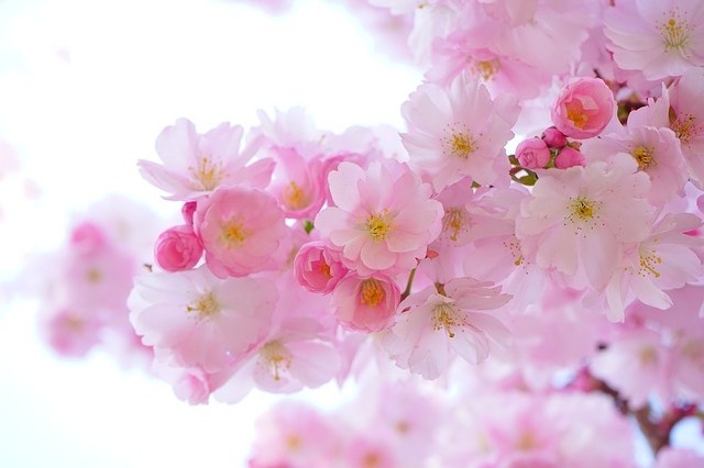 Japanese cherry trees 324175 640