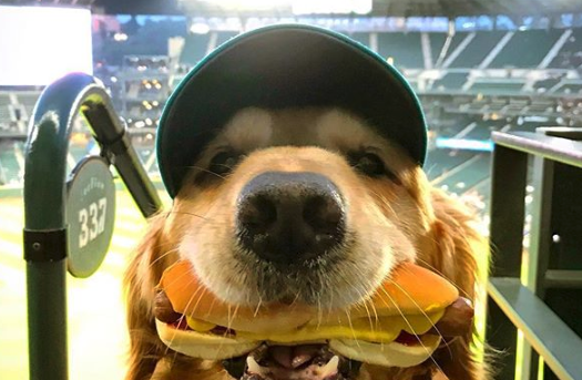 dog.png Dog