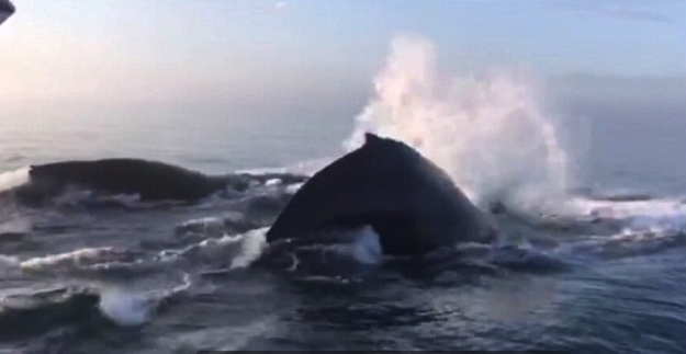 humpbacks.png Humpbacks