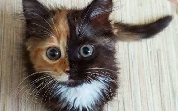 cat.jpg Cat