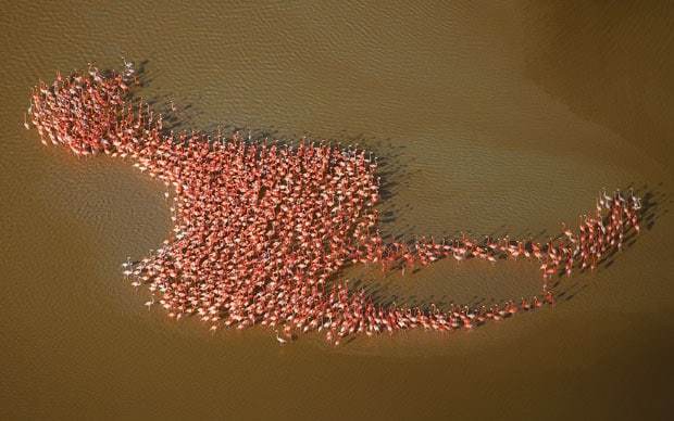 flamingo.jpg Flamingo