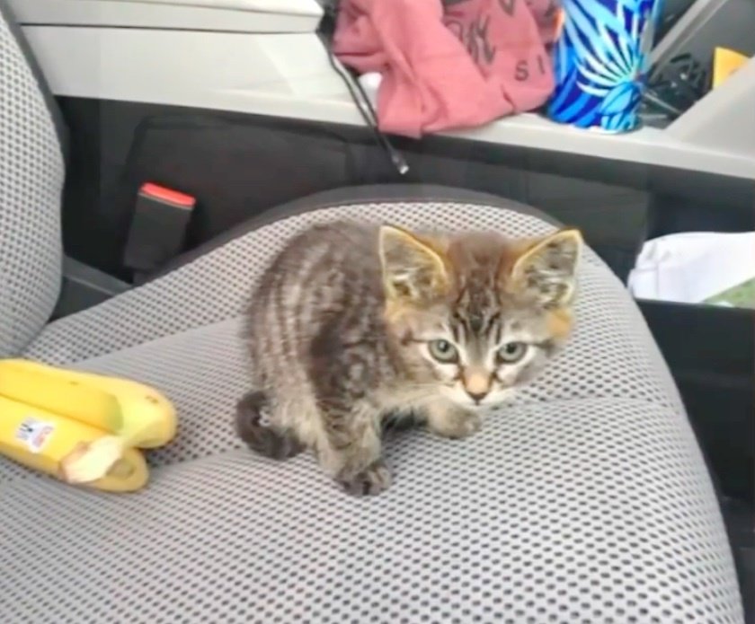 cat1.jpg Cat1