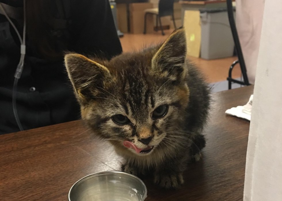 cat3.jpg Cat3