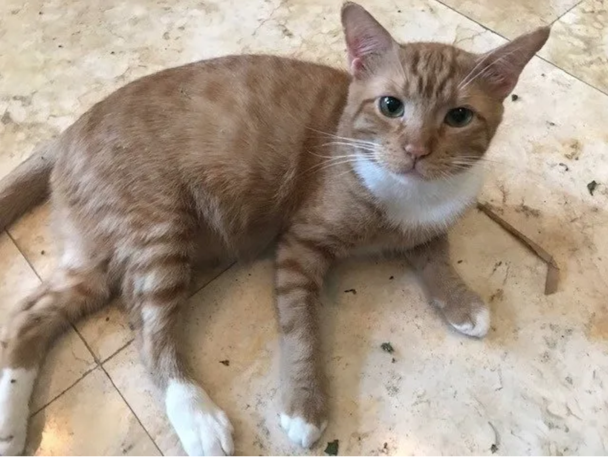 Simba3