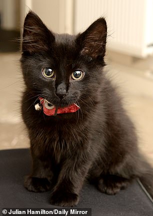 cat.jpg Cat