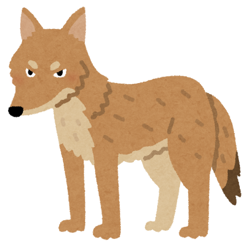 Animal coyote