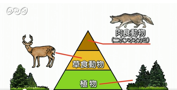f:id:siriusyouko:20211112183838p:plain
