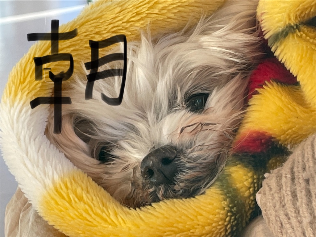 f:id:siriusyouko:20220112204322j:image f:id:siriusyouko:20220112204322j:image