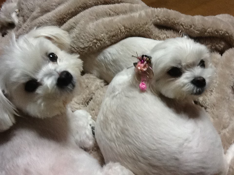 f:id:siriusyouko:20220118135704j:plain
