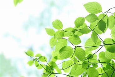 f:id:siro-takotora:20181226005850j:plain