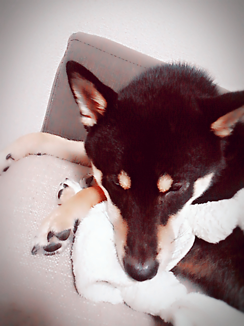 f:id:siro1112:20170626103953j:plain f:id:siro1112:20170626103953j:plain