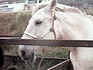 f:id:sirocco:19980525060022j:plain