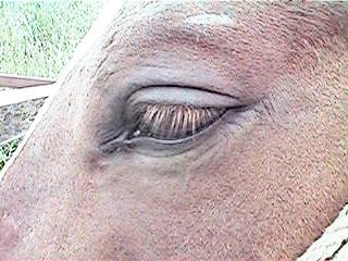 f:id:sirocco:19980525060028j:plain