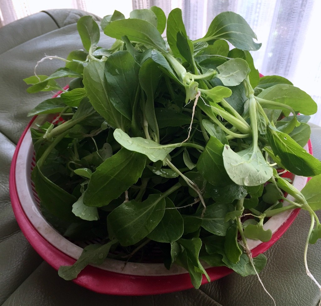 f:id:sirocco:20161113084200j:plain