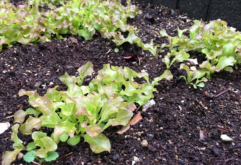 f:id:sirocco:20161201073910j:plain